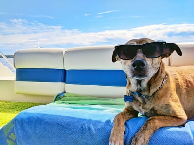 🐶🐱Summer pet cooling mat with non-toxic self-cooling gel
