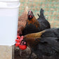 🔥Automatic Chicken Water Cup Bird Coop
