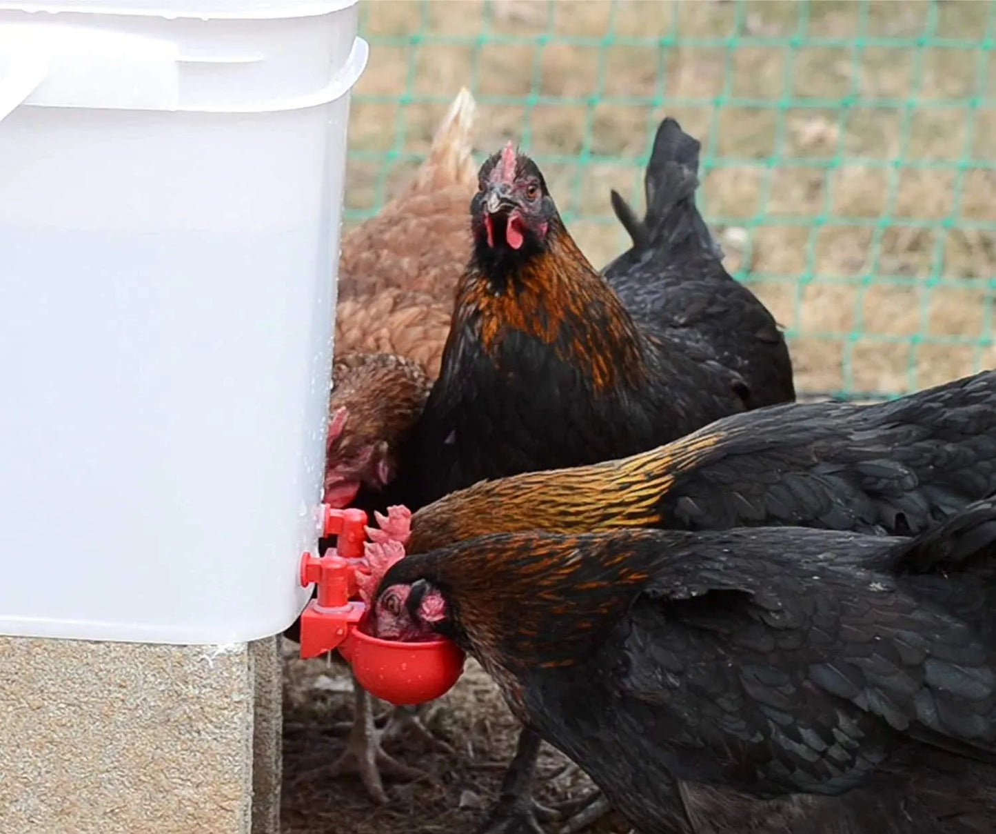🔥Automatic Chicken Water Cup Bird Coop