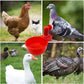 🔥Automatic Chicken Water Cup Bird Coop