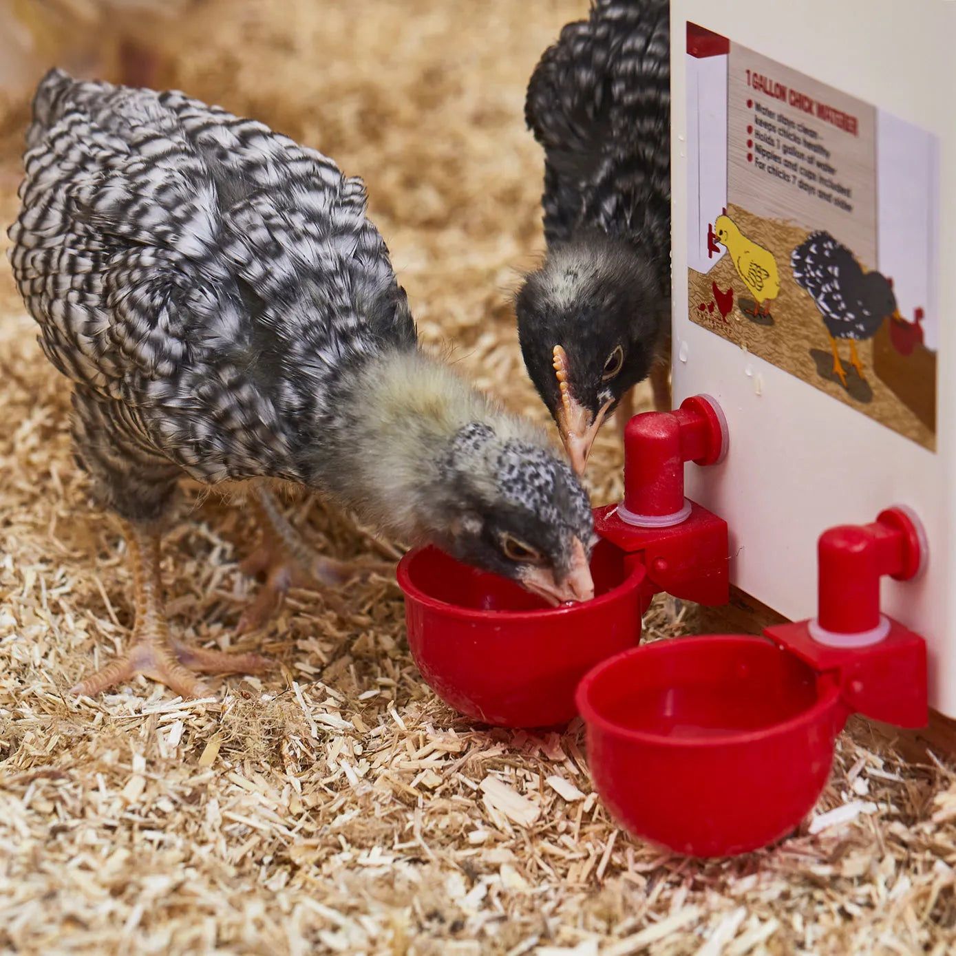 🔥Automatic Chicken Water Cup Bird Coop