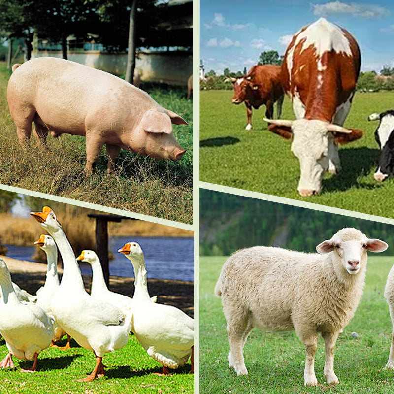 Livestock Marker Crayon for Long-Lasting and High-Visibility Identification